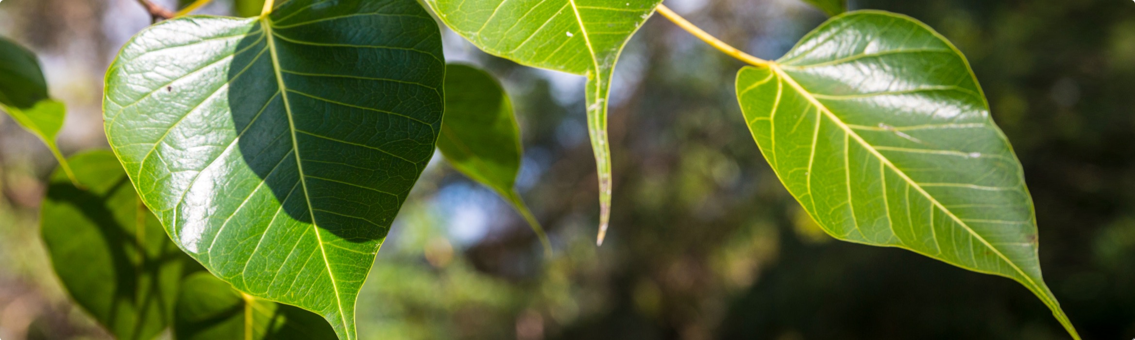 Bodhi tree leaves
